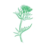 Chardon-marie