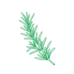 Romarin