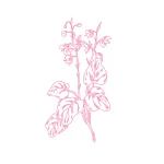 Fenugrec