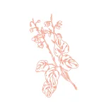 Fenugrec