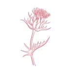 Chardon-marie