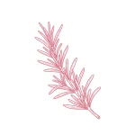 Romarin