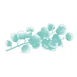 Eucalyptus