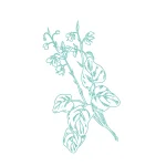 Fenugrec