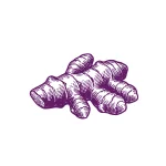 Curcuma