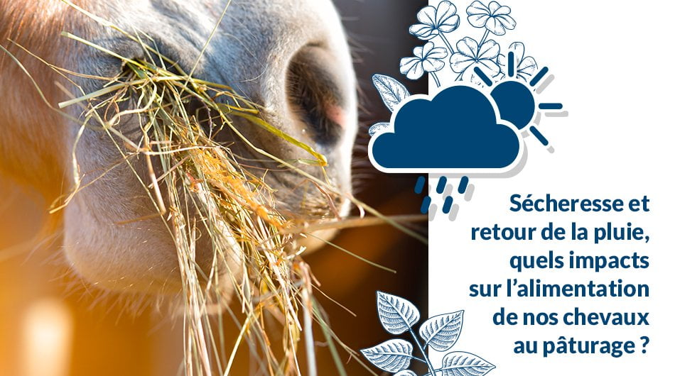 sécheresse et fourrage