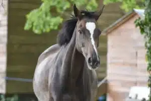 Sarcoïdes cutanées cheval