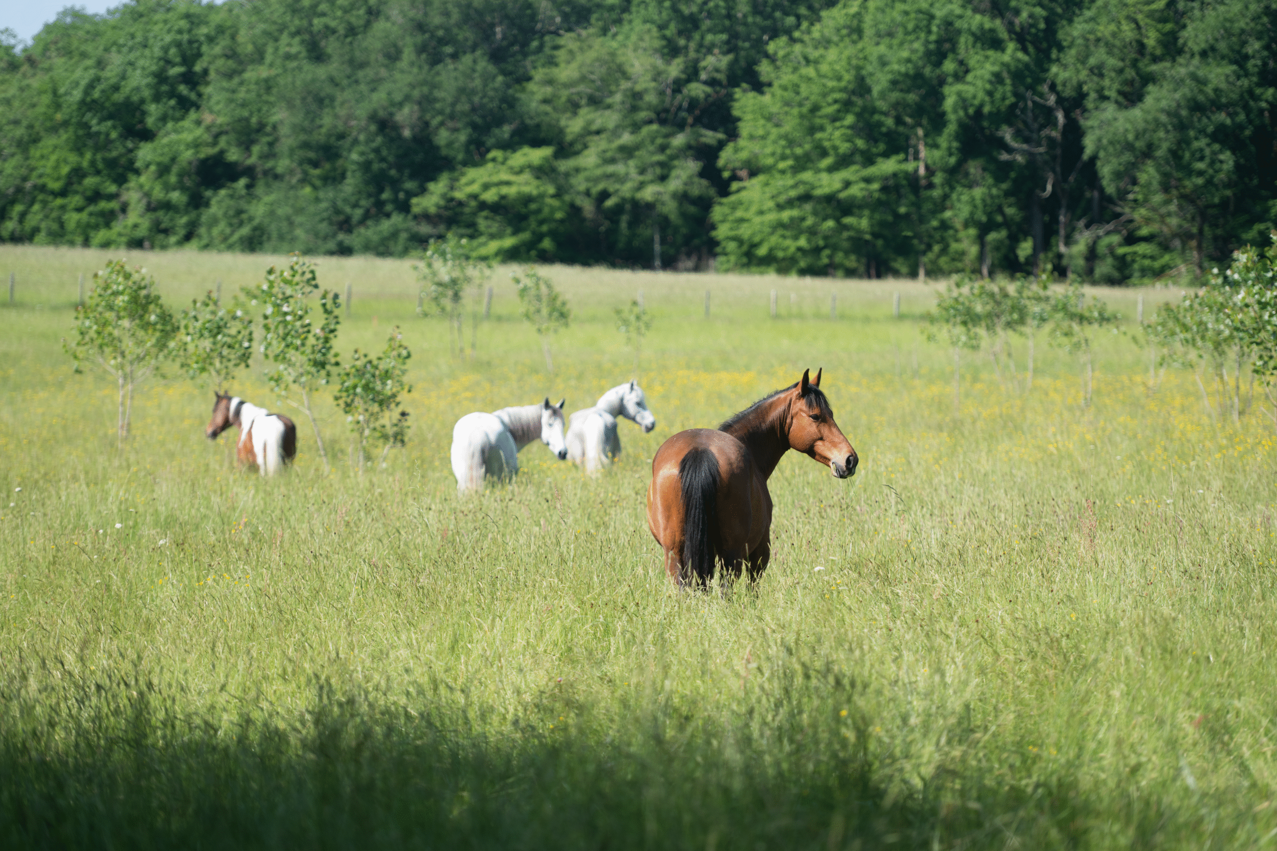 Les rôles clés des fibres dans l’alimentation du cheval | Mila Moka