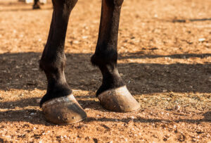 La fourbure du cheval