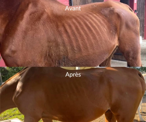 Avant / après FIBRA DIGEST 0%