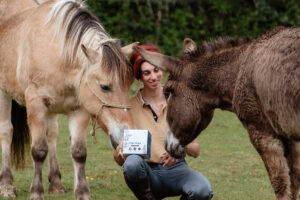 Cheval PPID (Cushing) : traitement, alimentation et suivi